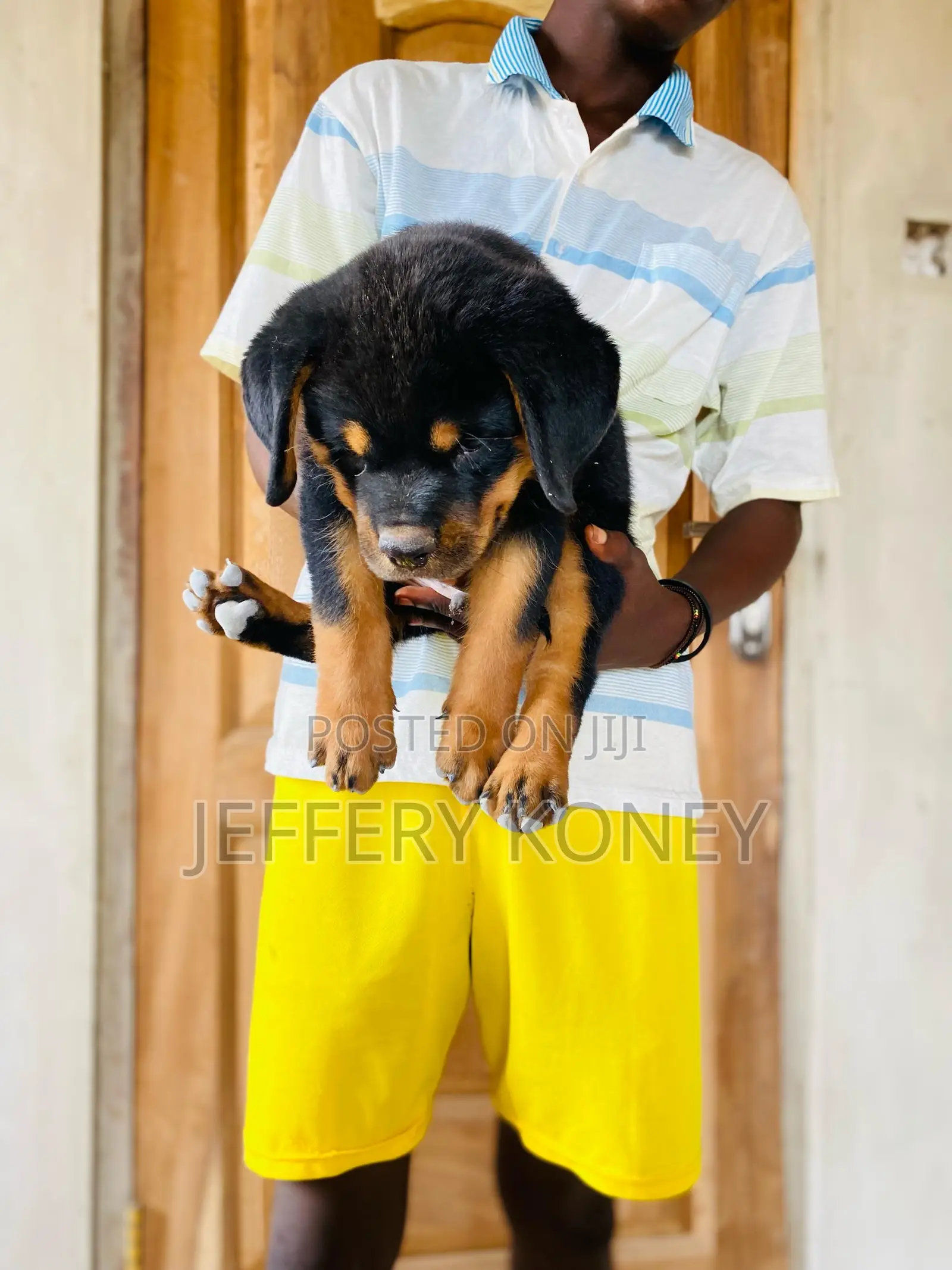 1-3 months Male Purebred Rottweiler