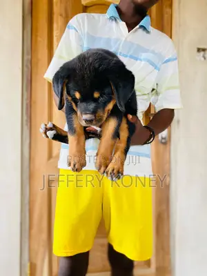 1-3 months Male Purebred Rottweiler