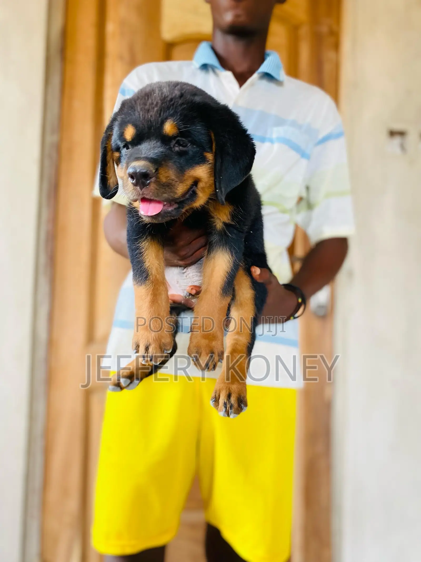 1-3 months Male Purebred Rottweiler