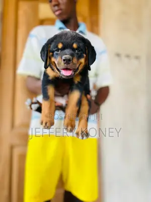 1-3 months Male Purebred Rottweiler