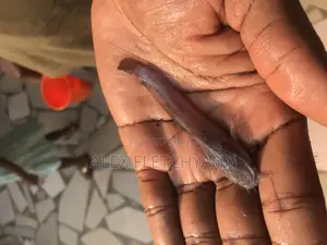 Hybrid Catfish Juveniles Fingerlings Sale (Large Quantity)