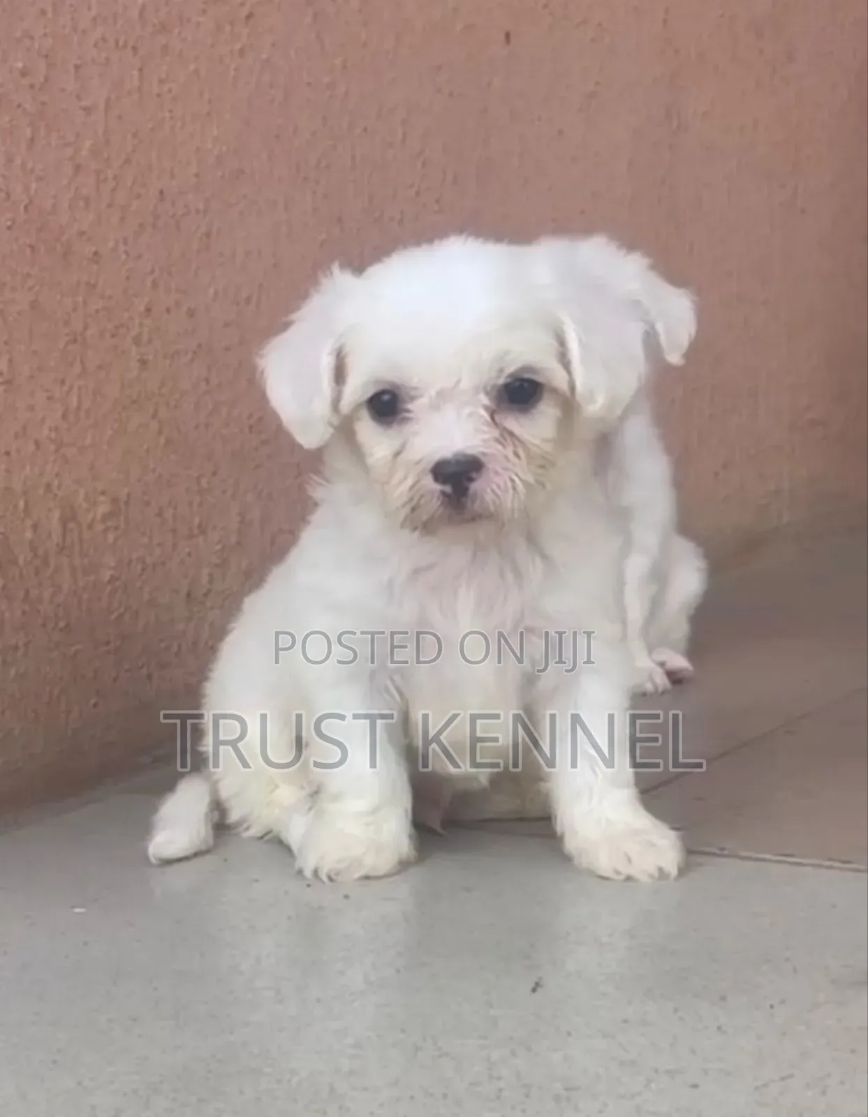 1-3 months Female Purebred Maltese