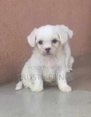 1-3 months Female Purebred Maltese
