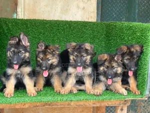 1-3 months Female Purebred German Shepherd