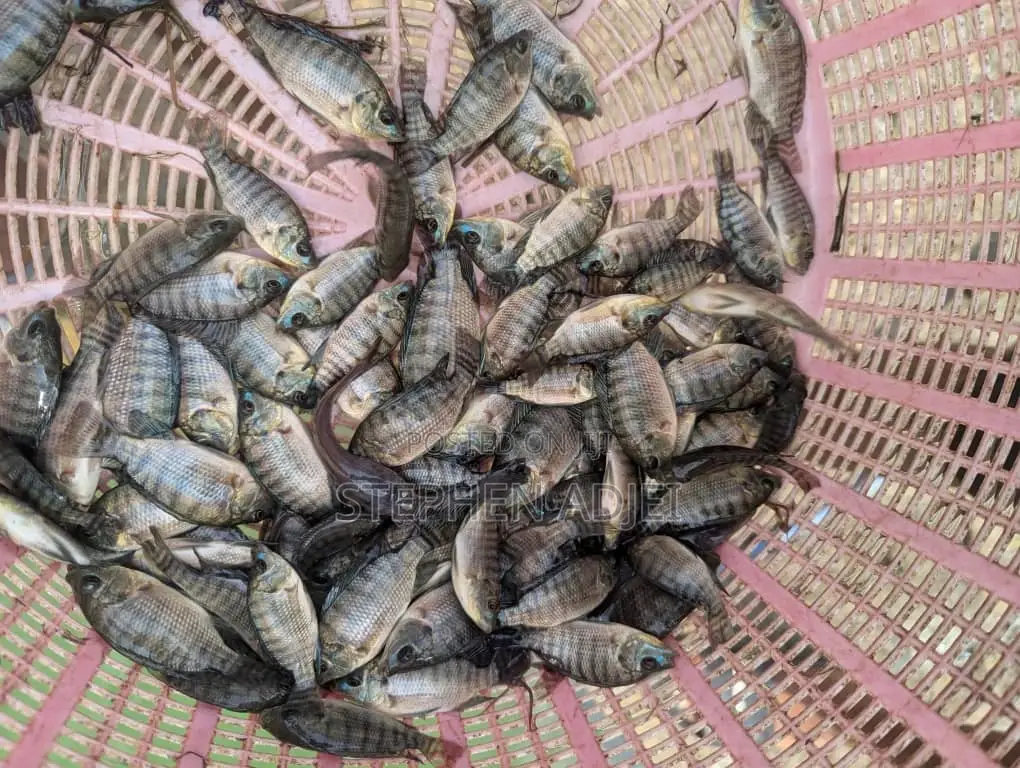 Healthy Catfish and Tilapia Fingerlings Available