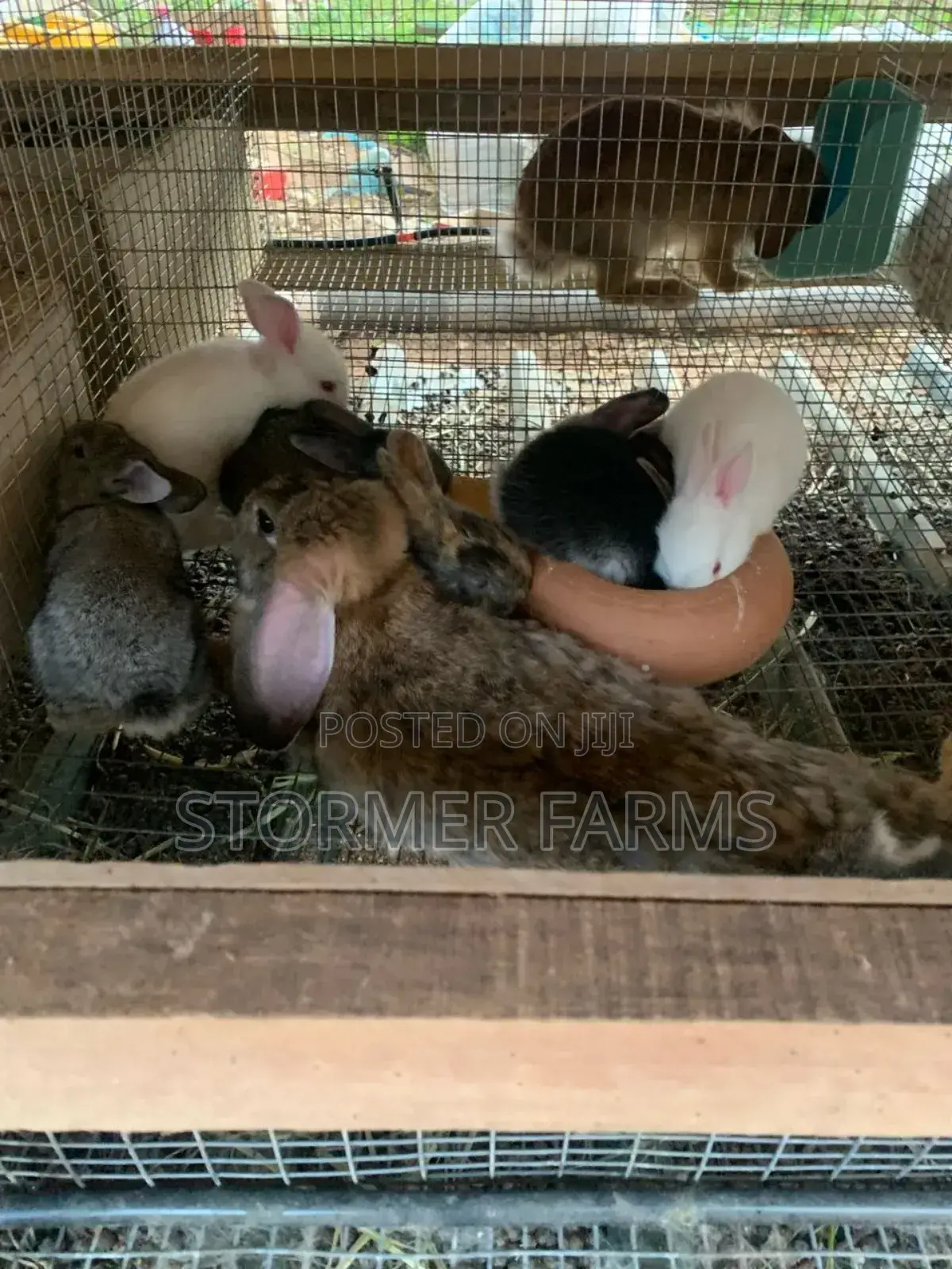 Solid Rabbit Weaners for Sale!