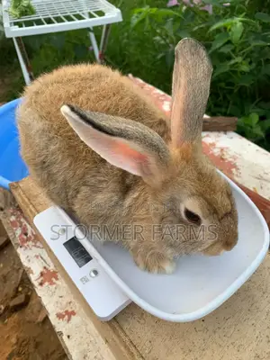 Solid Rabbit Weaners for Sale!