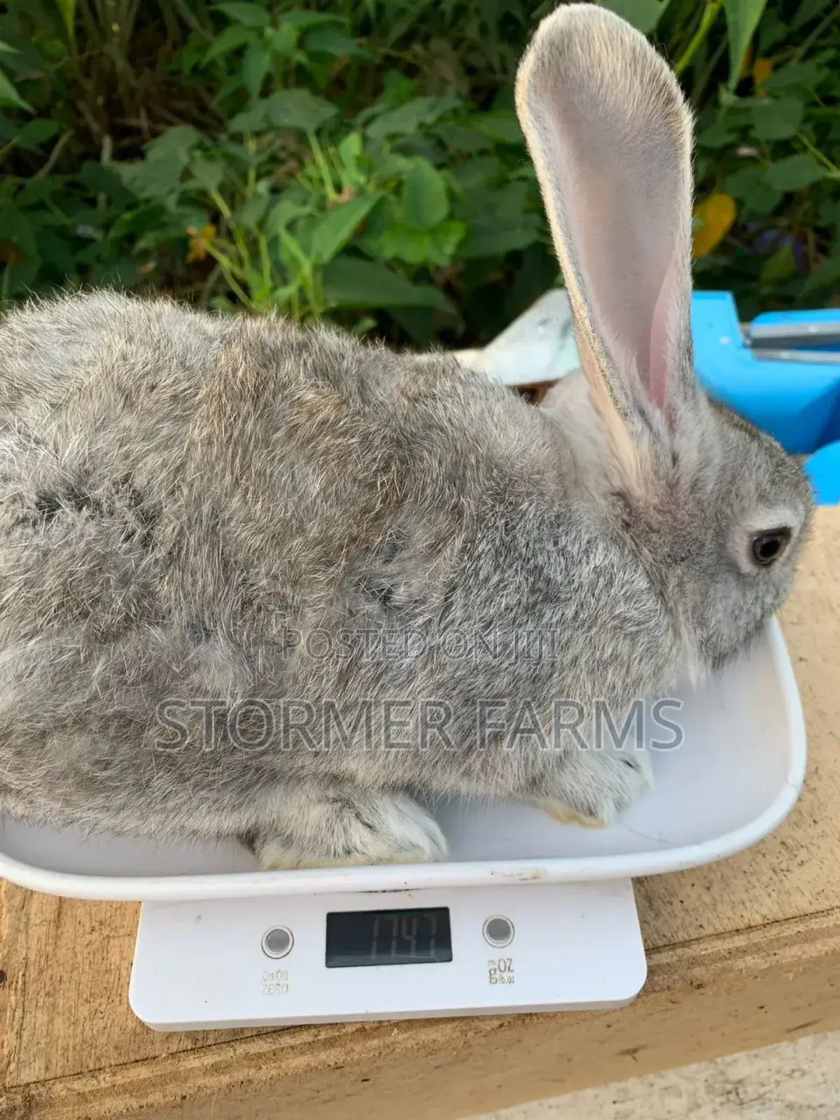 Solid Rabbit Weaners for Sale!