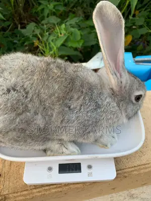 Solid Rabbit Weaners for Sale!