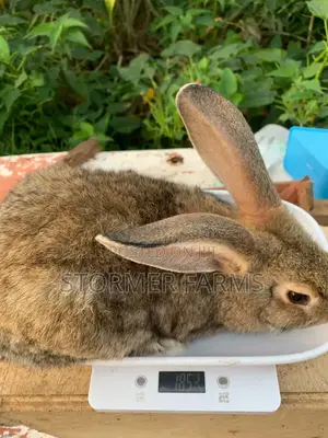 Solid Rabbit Weaners for Sale!