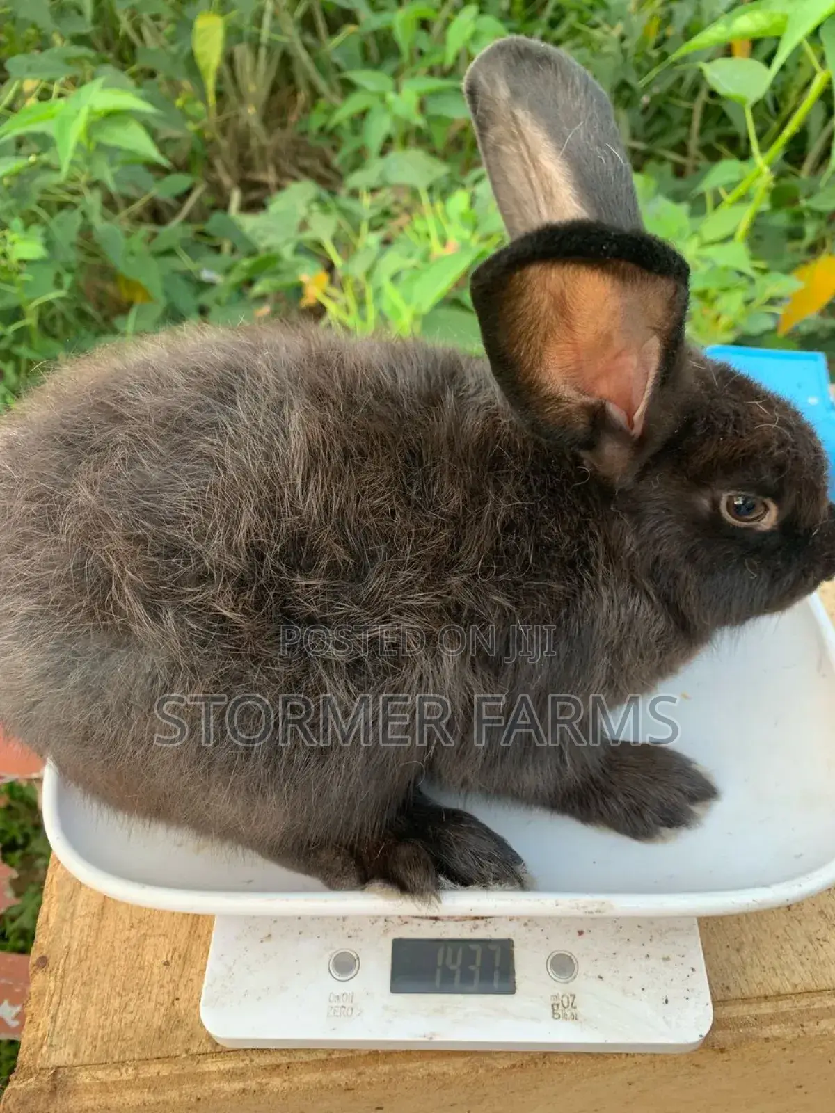 Solid Rabbit Weaners for Sale!