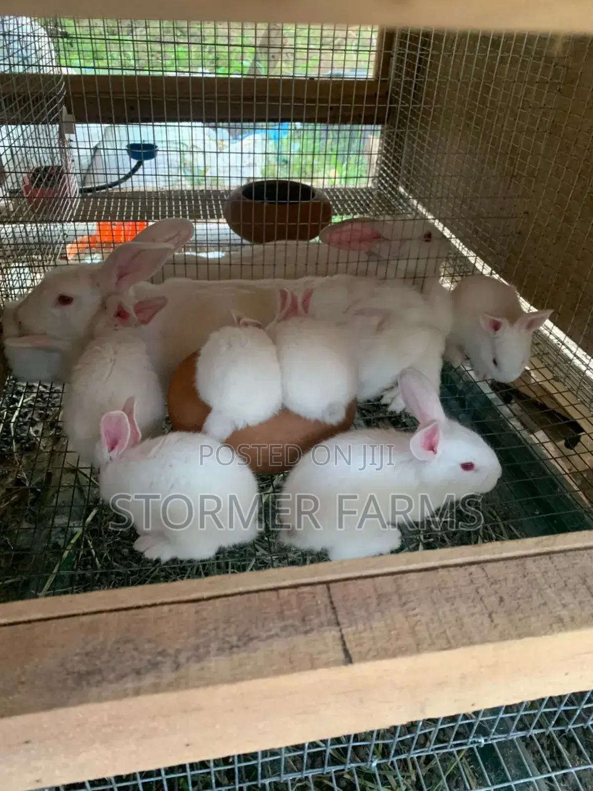 Solid Rabbit Weaners for Sale!