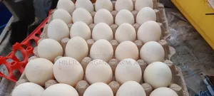 Organic/Fertilized French Muscovy Duck and Sasso Eggs
