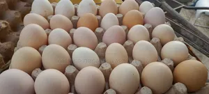 Organic/Fertilized French and Belgium Muscovy Duck and Sasso Eggs
