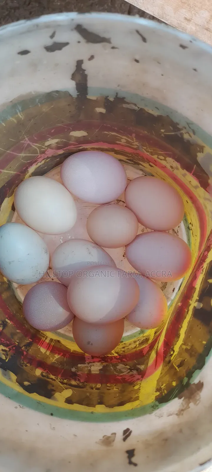 Organic/Fertilized French and Belgium Muscovy Duck and Sasso Eggs