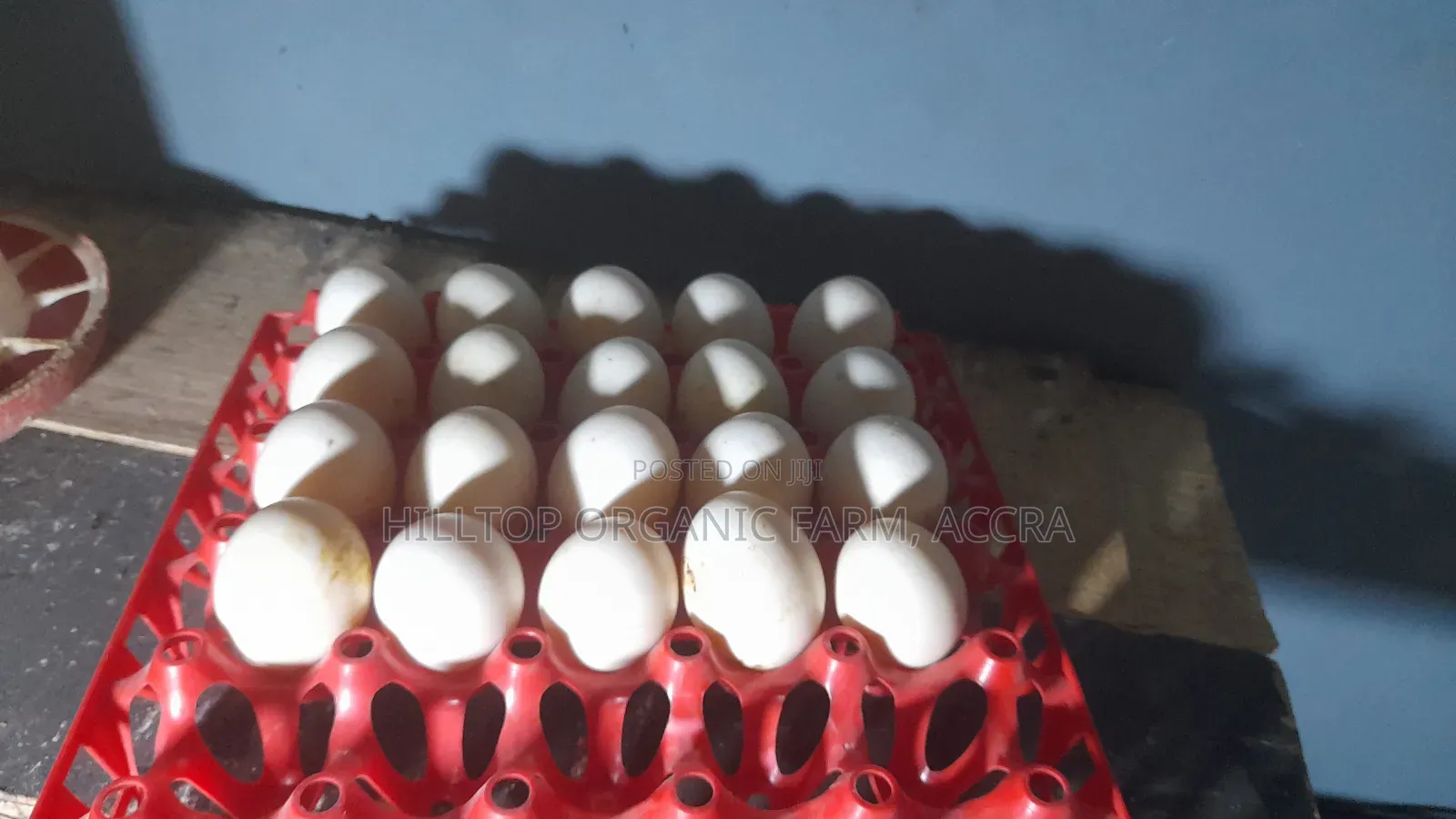 Organic/Fertilized French and Belgium Muscovy Duck and Sasso Eggs