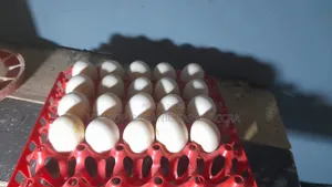 Organic/Fertilized French and Belgium Muscovy Duck and Sasso Eggs
