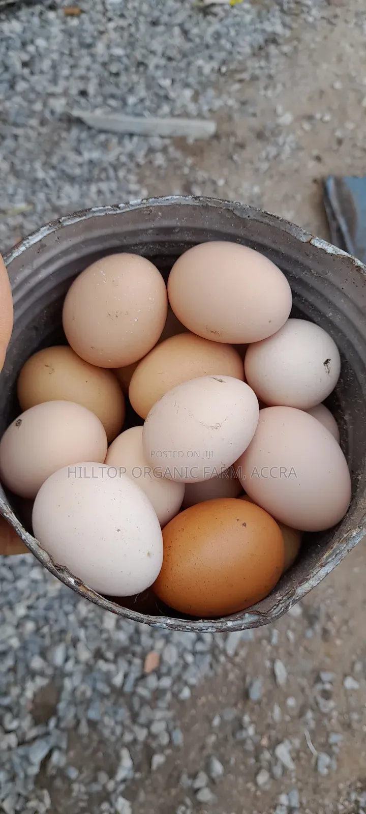 Organic/Fertilized French and Belgium Muscovy Duck and Sasso Eggs