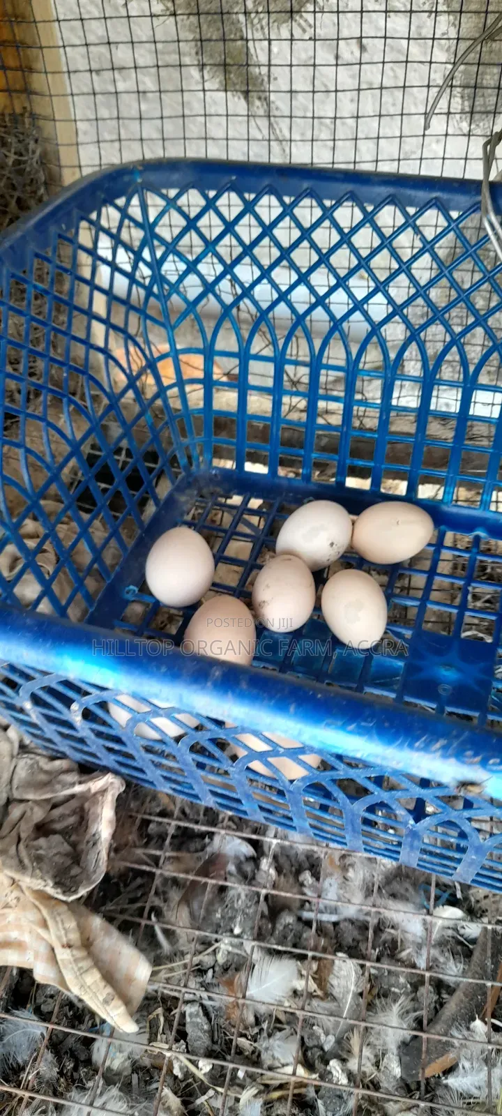 Organic/Fertilized French and Belgium Muscovy Duck and Sasso Eggs