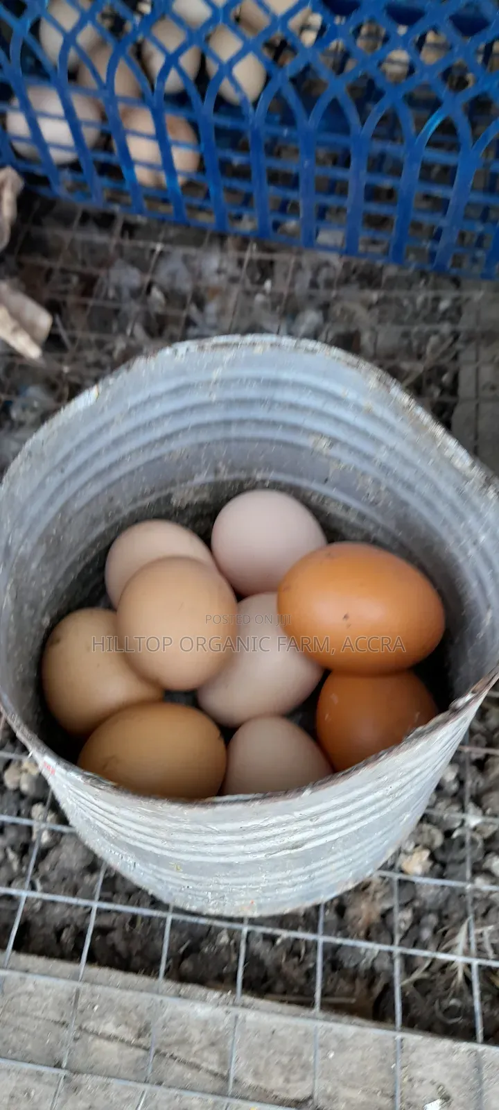 Organic/Fertilized French and Belgium Muscovy Duck and Sasso Eggs
