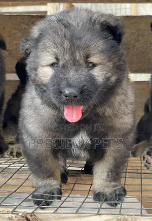 1-3 months Male Purebred Caucasian Shepherd