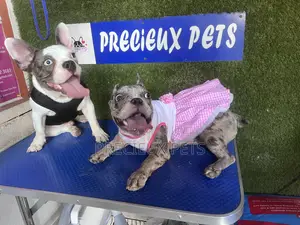Toy Dog Clothing- New Stock)38