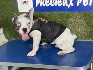 Toy Dog Clothing- New Stock -2025-0 02742820