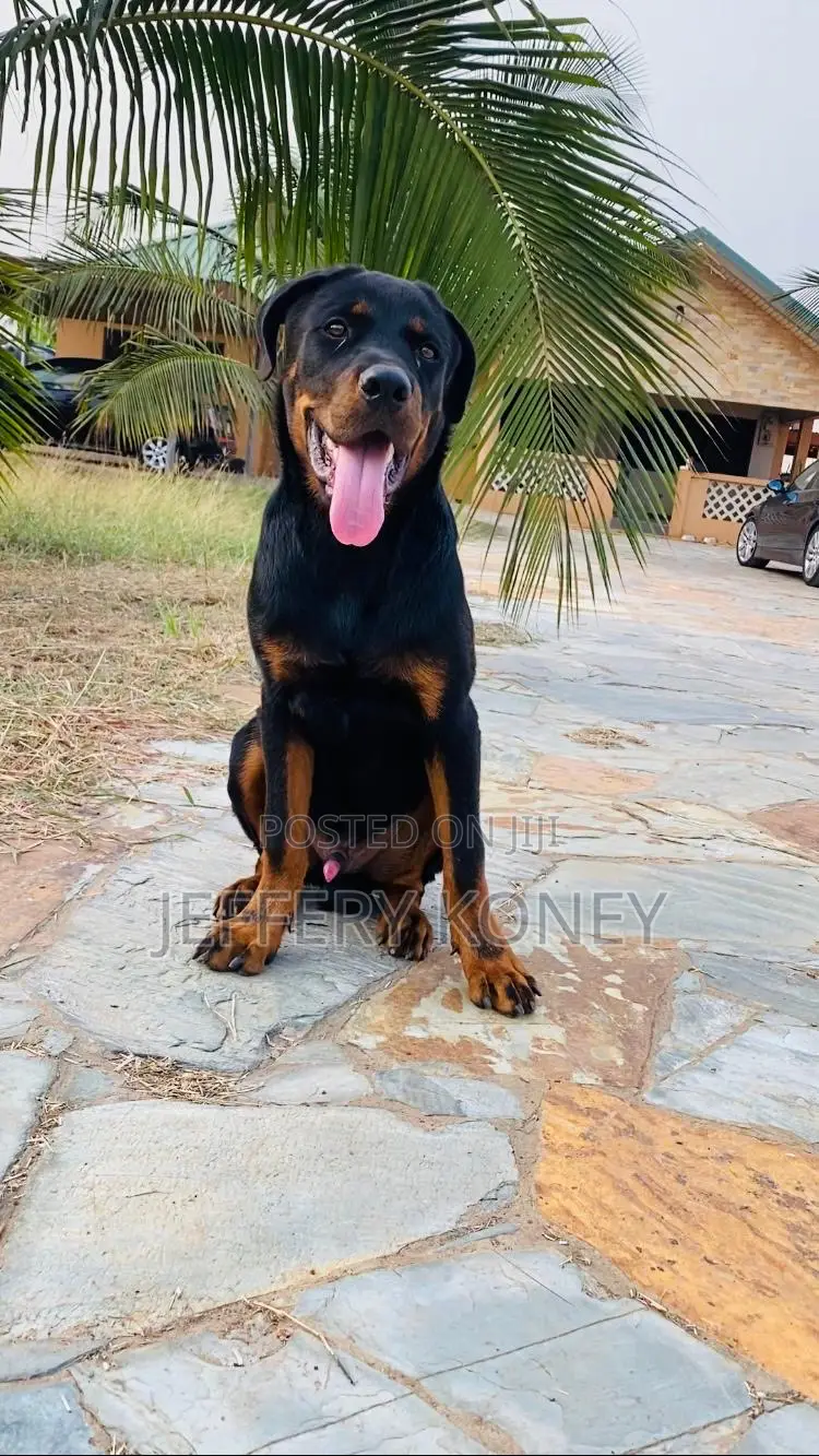 6-12 months Male Purebred Rottweiler