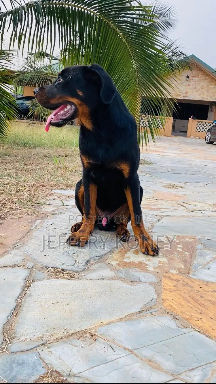 6-12 months Male Purebred Rottweiler