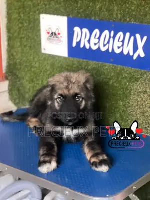 1-3 months Male Purebred Caucasian Shepherd