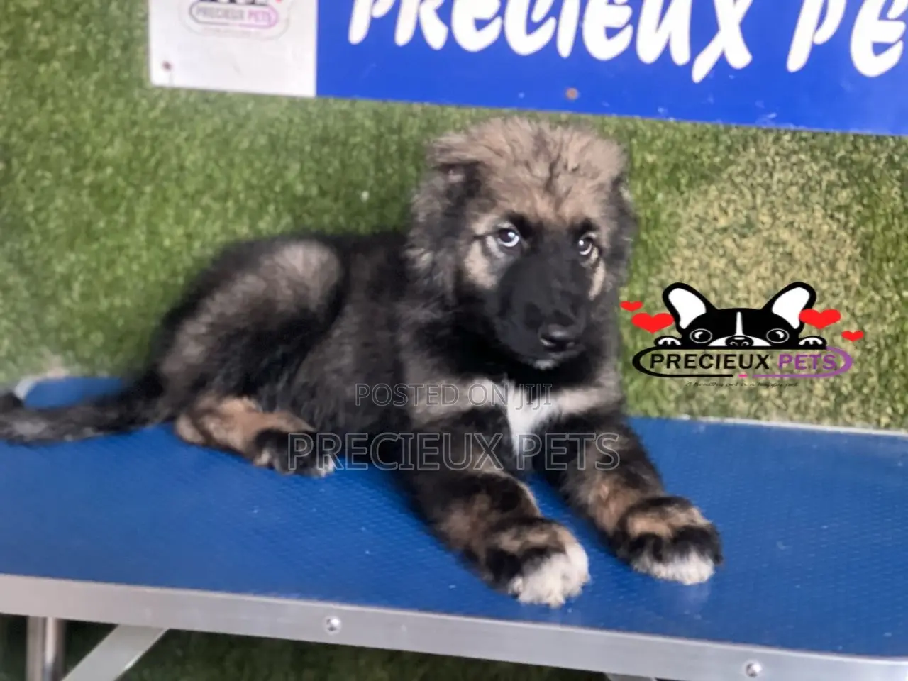 1-3 months Male Purebred Caucasian Shepherd
