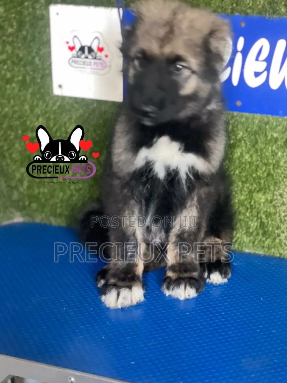 1-3 months Male Purebred Caucasian Shepherd