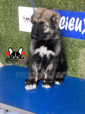 1-3 months Male Purebred Caucasian Shepherd