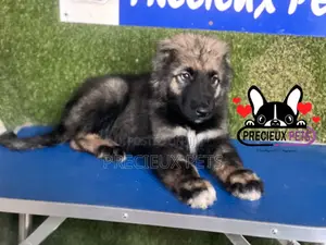 1-3 months Male Purebred Caucasian Shepherd