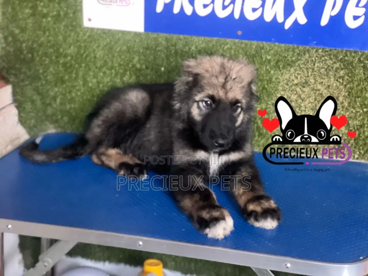 1-3 months Male Purebred Caucasian Shepherd