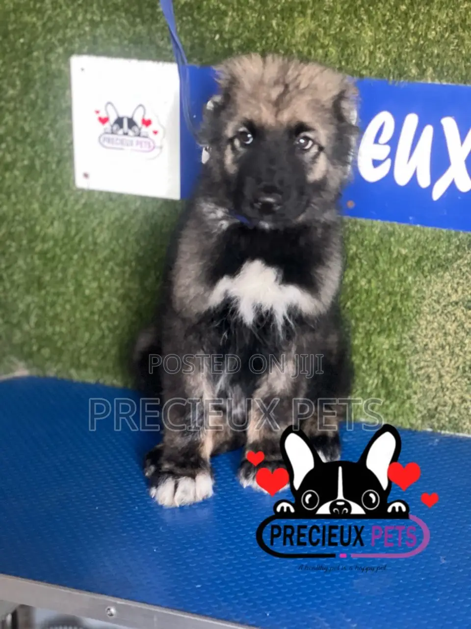 1-3 months Male Purebred Caucasian Shepherd
