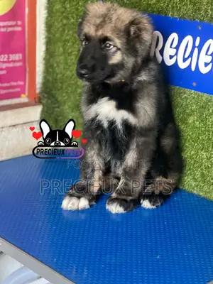 1-3 months Male Purebred Caucasian Shepherd