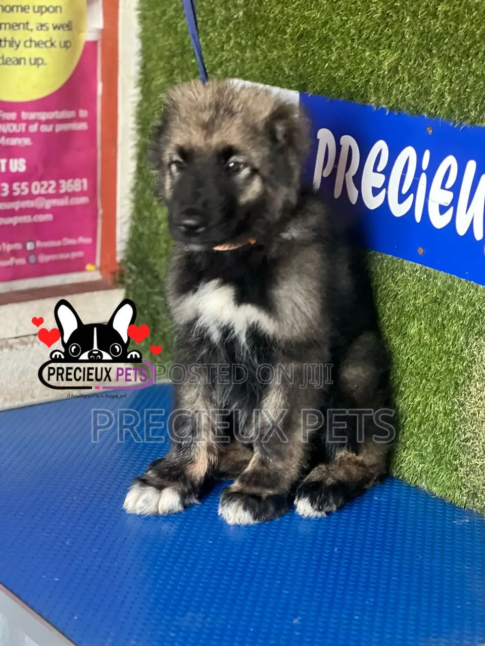 1-3 months Male Purebred Caucasian Shepherd