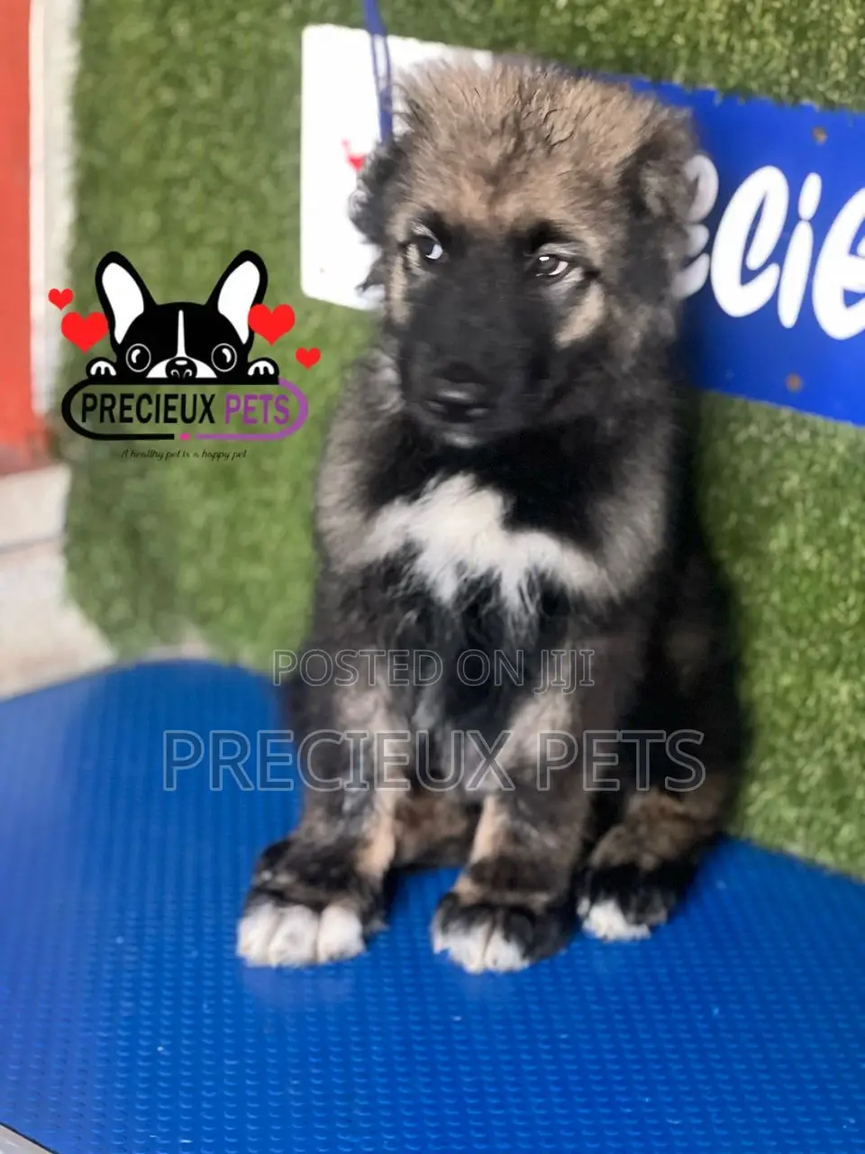 1-3 months Male Purebred Caucasian Shepherd