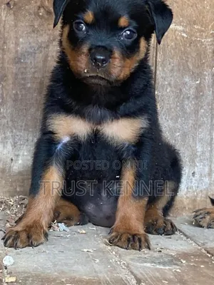 1-3 months Male Purebred Rottweiler