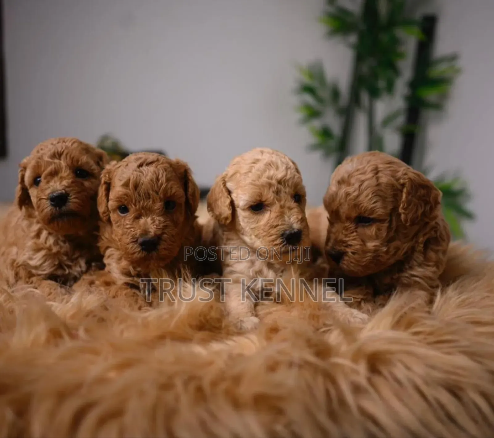 1-3 months Male Purebred Maltipoo