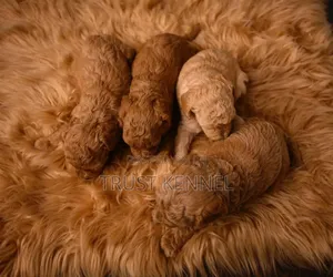 1-3 months Male Purebred Maltipoo