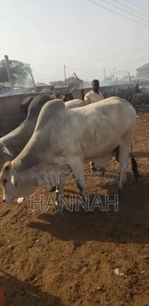 Cow Meat ( Group Sharing )