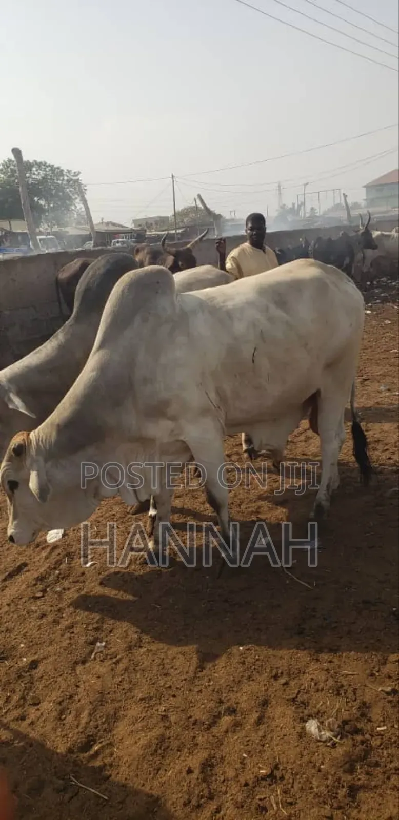 Cow Meat ( Group Sharing )