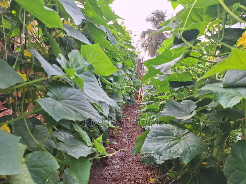 Farm Manager
