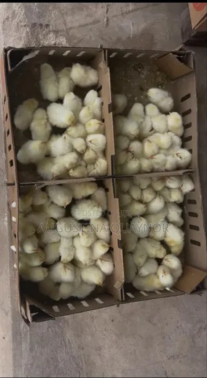 Poultry Layers