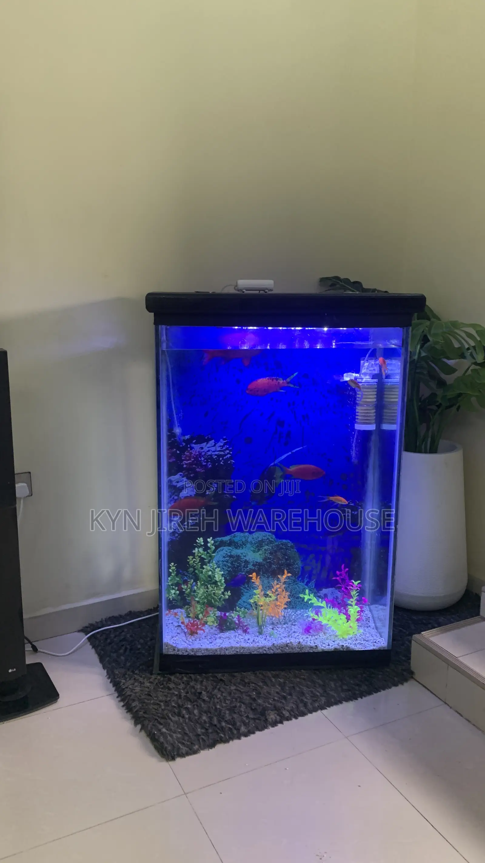 Aquaman Aquarium With Fishes
