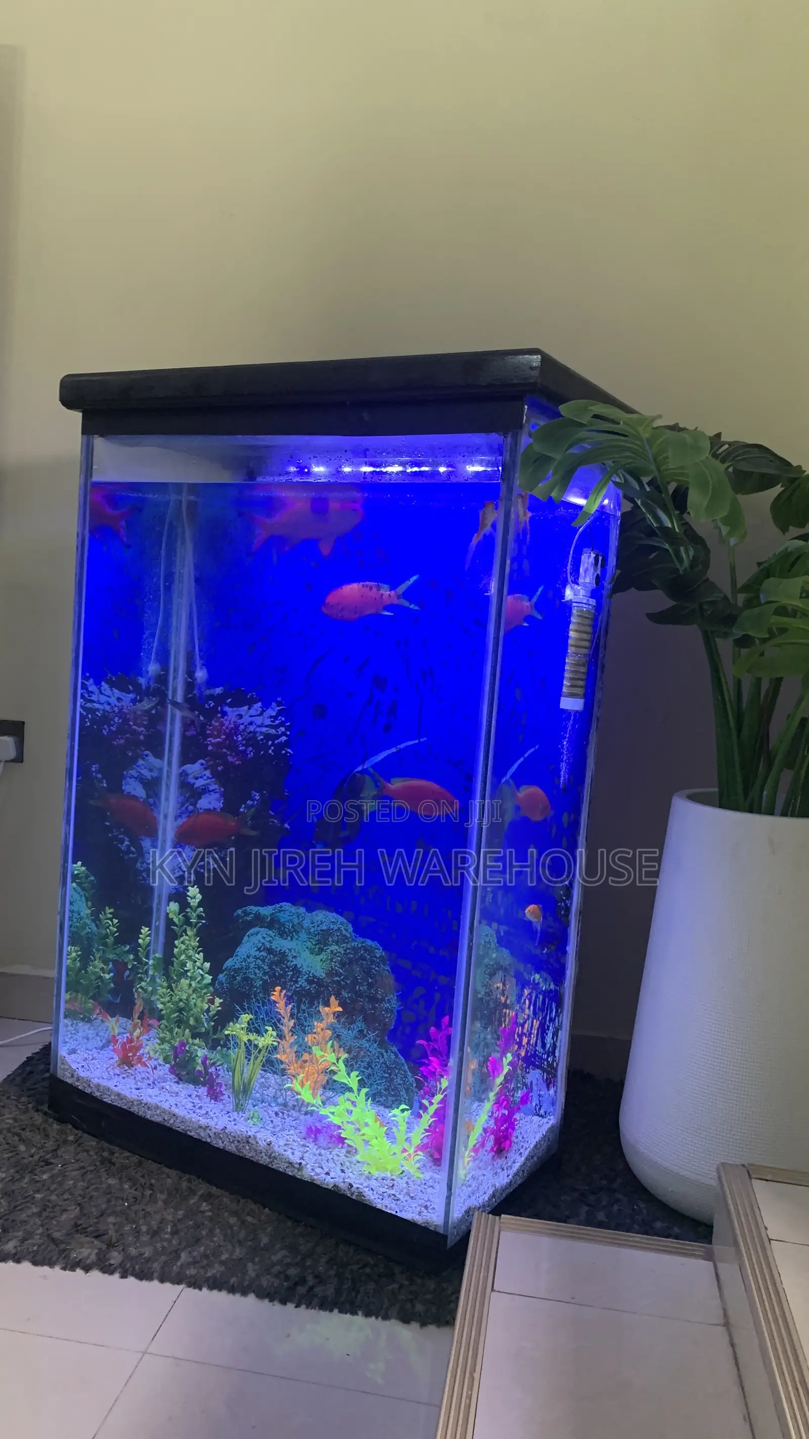 Aquaman Aquarium With Fishes