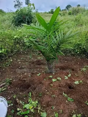 Palm Plant Seedlings