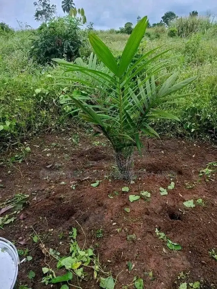 Palm Plant Seedlings